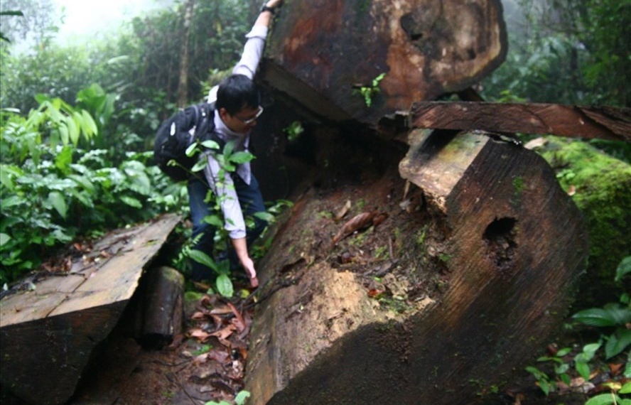 Gỗ[-]rừng[-]“chạy”[-]đi[-]đâu?